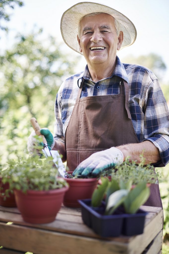 Retired old man replanting flowers in the garden